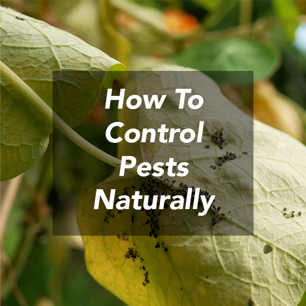 7 Proven Natural Pest Control Methods&amp;nbsp;