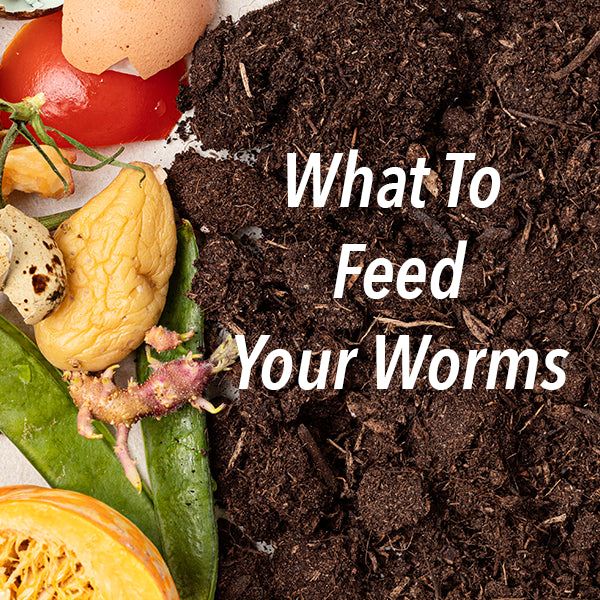 What To Feed Your Worms