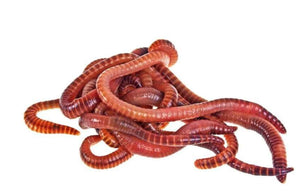 Red Wiggler Worms mix in live bedding.  500 - 700 worms per bag